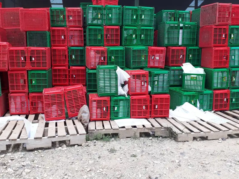 园林绿化工程中苗木成活率的关键影响因素与施工要点解析