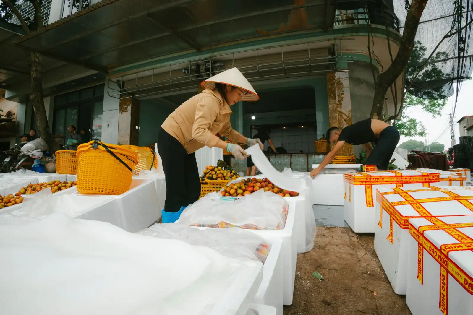 重庆地区园林绿化工程苗木选购要点与质量鉴别方法