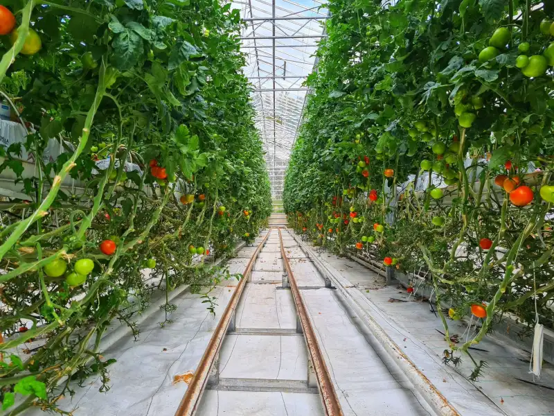 重庆地区园林景观工程苗木选配与季节性栽植技术要点