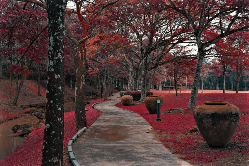 重庆市政公园园林绿化工程中苗木选择与景观布局的实践要点正文配图 2